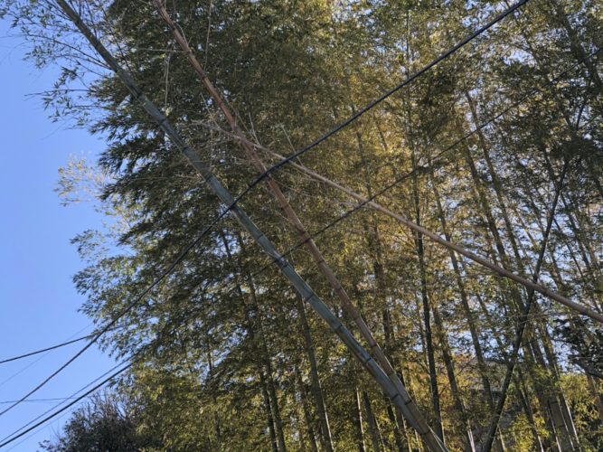 鎌倉市竹林整備　施業前