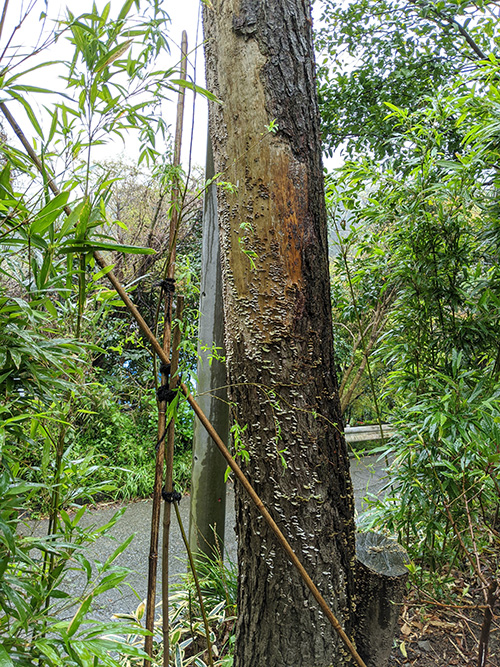 鎌倉市個人邸特殊伐採事例　施業前