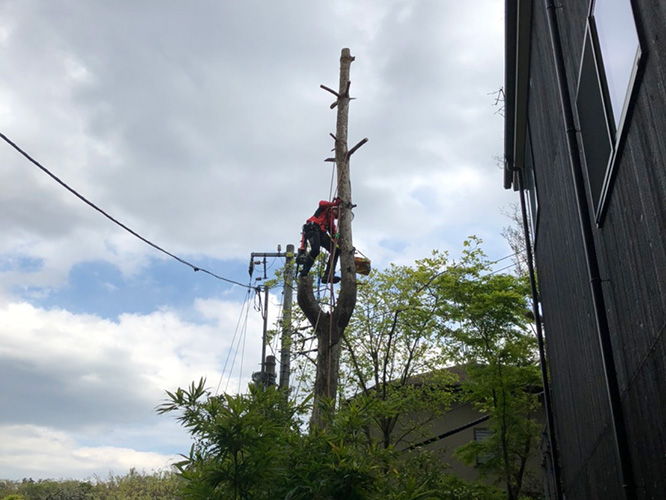 鎌倉市個人邸特殊伐採事例　施業中