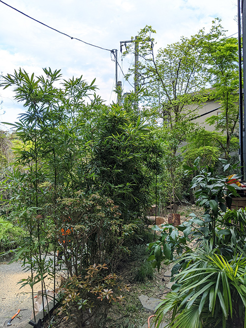 鎌倉市個人邸特殊伐採事例　施業後