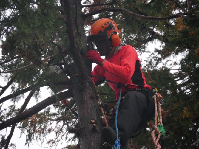 伊豆高原檜伐採　施業中