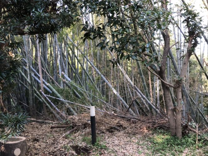 鎌倉市個人邸竹林整備および伐採作業　施業前
