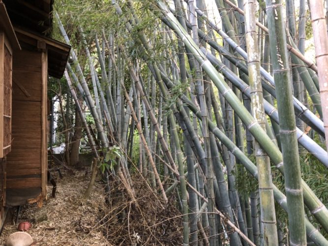 鎌倉市個人邸竹林整備および伐採作業　施業前