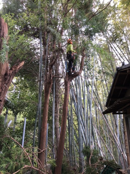 鎌倉市個人邸竹林整備および伐採作業　施業中