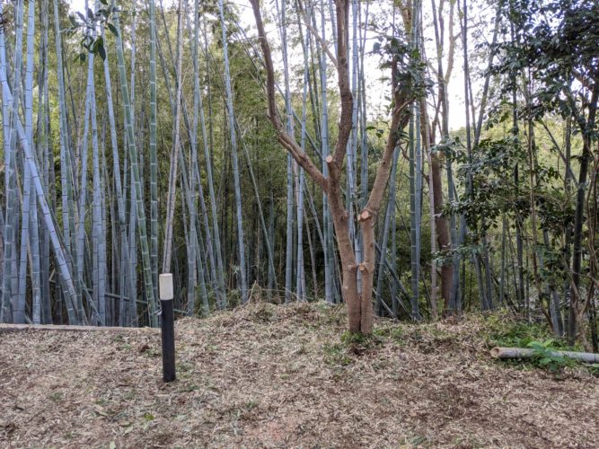 鎌倉市個人邸竹林整備および伐採作業　施業後