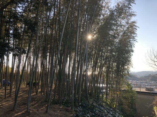 鎌倉市竹林整備　施業後