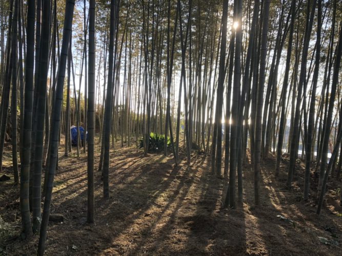 鎌倉市竹林整備　施業後