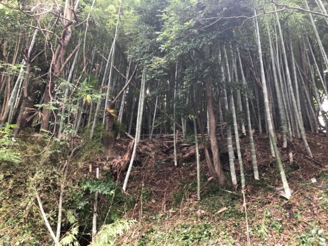 鎌倉市個人邸竹林整備事例　施業前