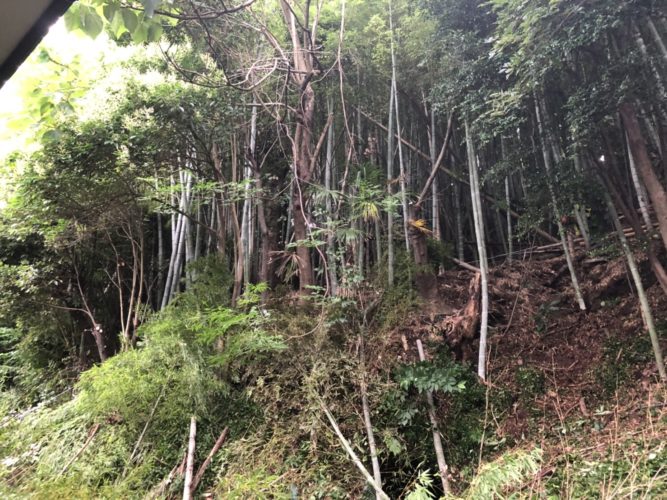 鎌倉市個人邸竹林整備事例　施業前