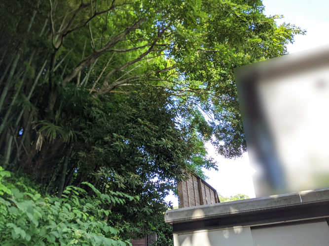 鎌倉市個人邸枝おろし作業　施業前