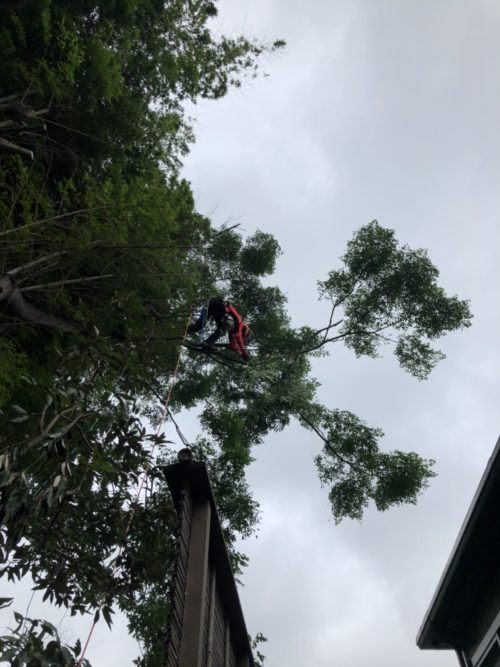 鎌倉市個人邸枝おろし作業　施業中