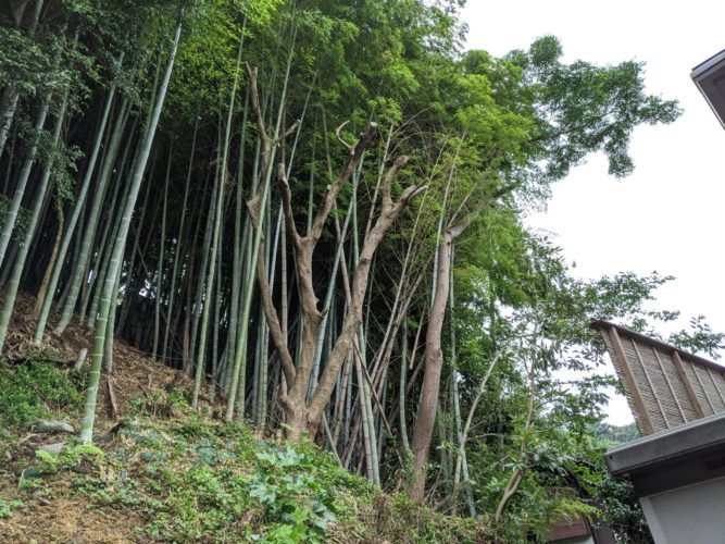 鎌倉市個人邸枝おろし作業　施業後
