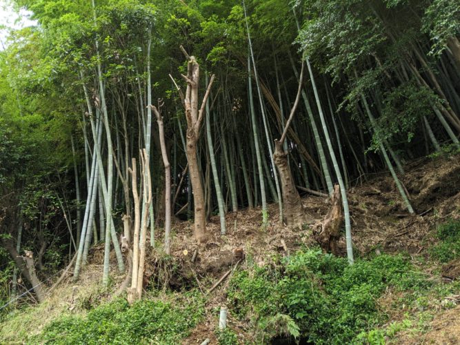 鎌倉市個人邸竹林整備および枝おろし作業　施業後