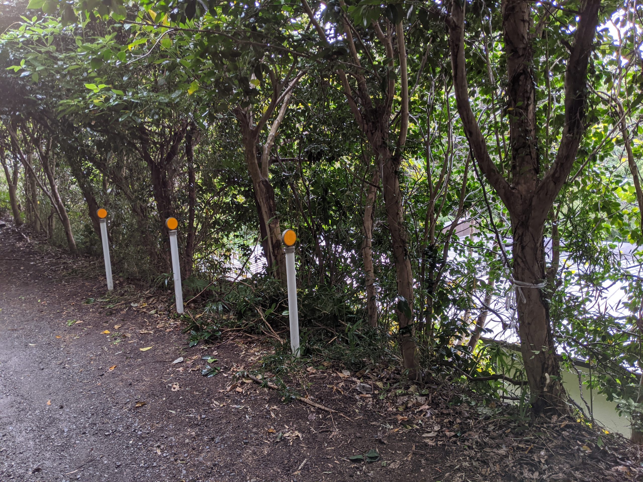 鎌倉市鎌倉山個人邸伐採事例　施業前