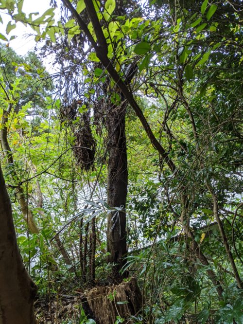 鎌倉市鎌倉山個人邸伐採事例　施業前