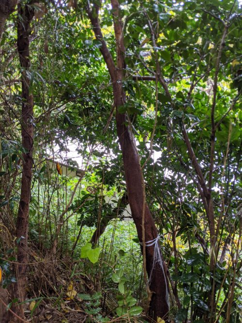 鎌倉市鎌倉山個人邸伐採事例　施業前