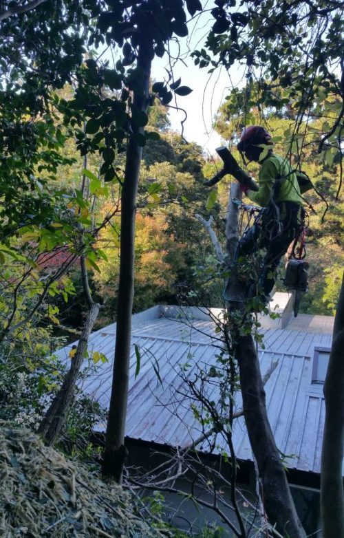 鎌倉市鎌倉山個人邸伐採事例　施業中