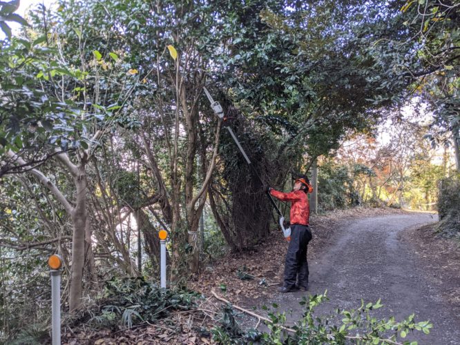 鎌倉市鎌倉山個人邸伐採事例　施業中