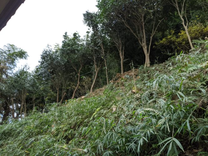 鎌倉市鎌倉山個人邸伐採事例　施業後