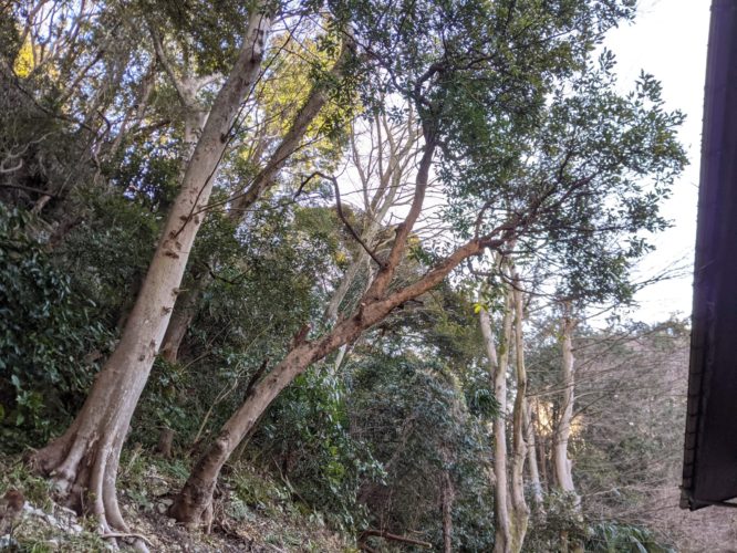 鎌倉市雪ノ下個人邸伐採作業　施業前