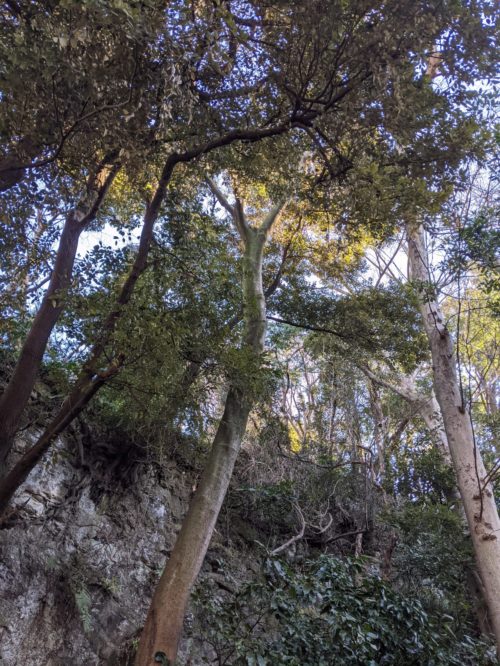 鎌倉市雪ノ下個人邸伐採作業　施業前