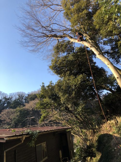 鎌倉雪ノ下伐採作業中