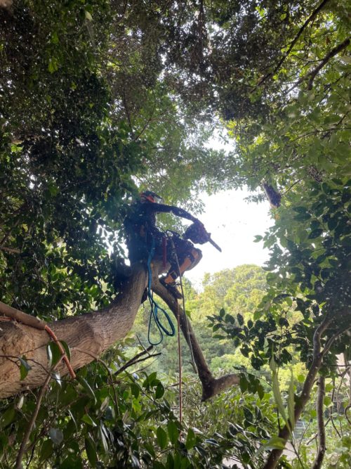 横須賀市小矢部擁壁工事向け伐採作業中