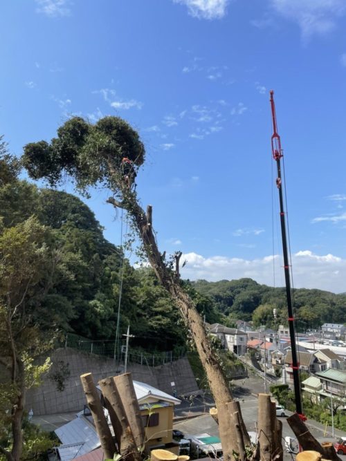 横須賀市小矢部擁壁工事向け伐採作業中