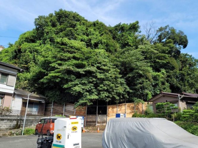 横須賀市小矢部擁壁工事向け伐採作業前