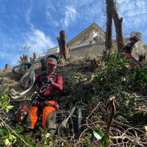 横須賀市小矢部擁壁工事向け伐採作業中