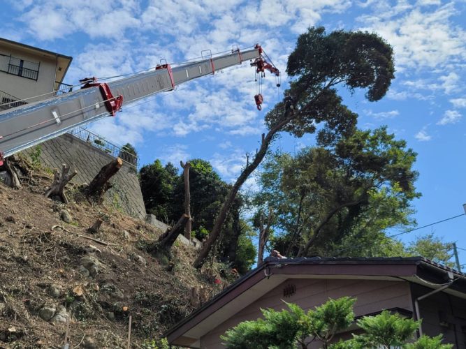 横須賀市小矢部擁壁工事向け伐採作業中