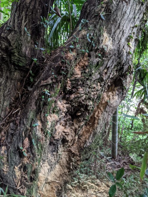 逗子市小坪ナラ枯れ危険木伐採作業前