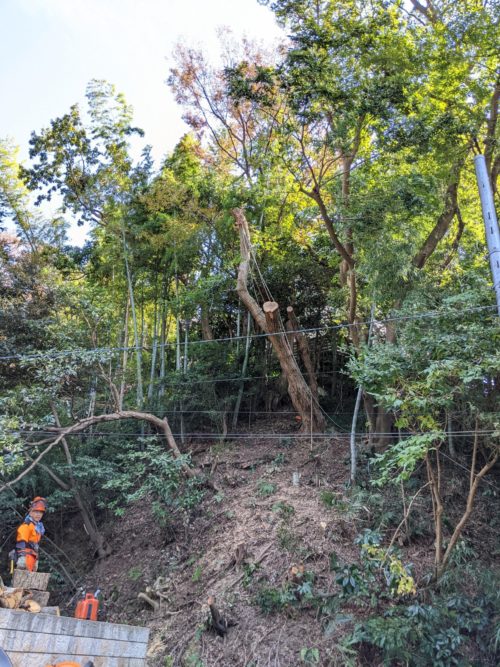逗子市小坪ナラ枯れ危険木伐採作業中