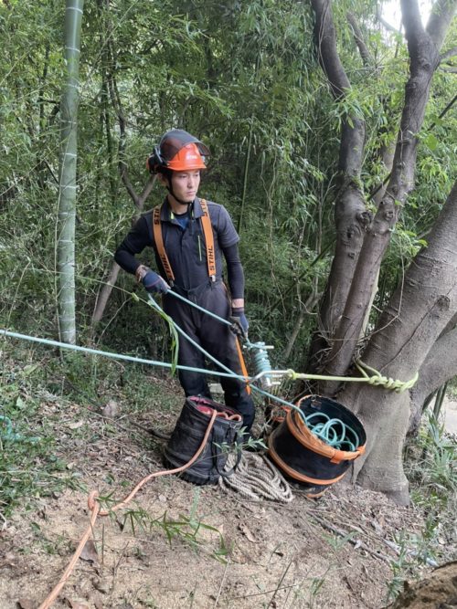 逗子市小坪ナラ枯れ危険木伐採作業中