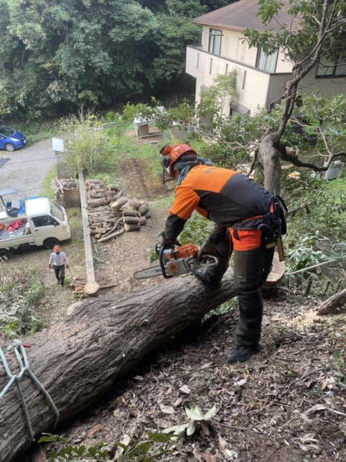 逗子市小坪ナラ枯れ危険木伐採作業中
