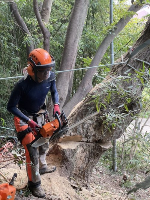 逗子市小坪ナラ枯れ危険木伐採作業中