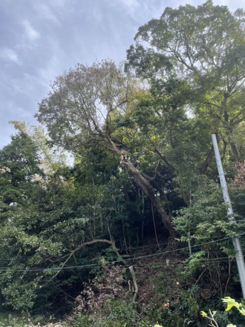 逗子市小坪ナラ枯れ危険木伐採作業前