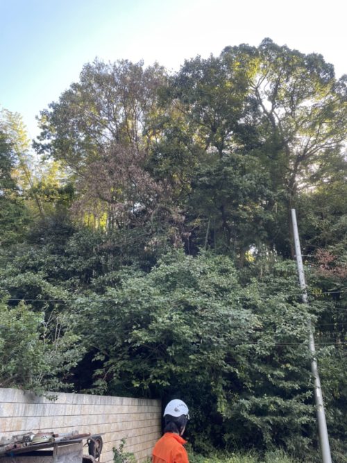 逗子市小坪ナラ枯れ危険木伐採作業前