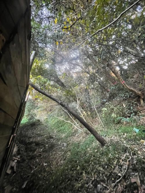 横須賀市西浦賀（崖地擁壁工事向け伐採）施業前