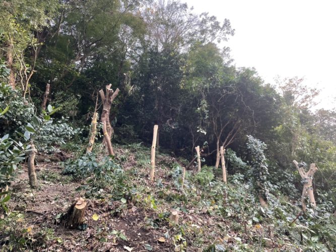 鎌倉市大町個人邸（斜面伐採）施業後