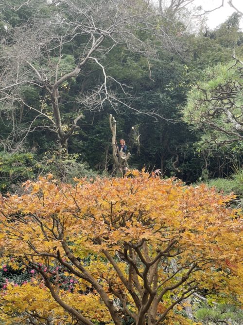 鎌倉市大町個人邸（斜面伐採）施業中