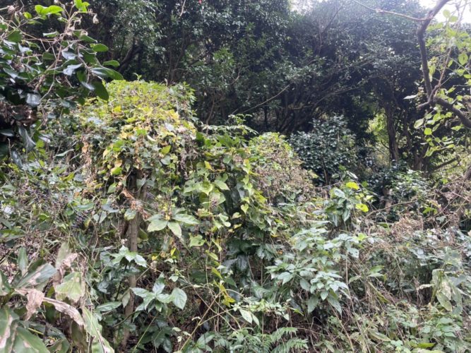 鎌倉市大町個人邸（斜面伐採）施業前