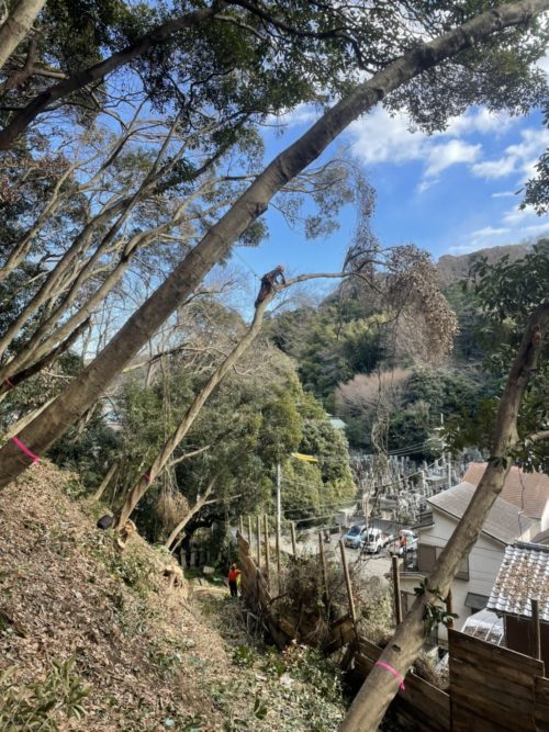 横須賀市西浦賀（崖地擁壁工事向け伐採）施業中