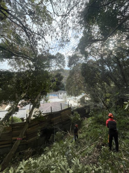 横須賀市西浦賀（崖地擁壁工事向け伐採）施業中