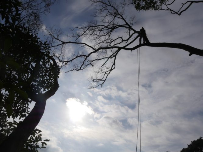 横須賀市西浦賀（崖地擁壁工事向け伐採）施業中