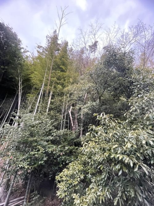 葉山町上山口私有林（危険木伐採／竹林伐採）　作業前