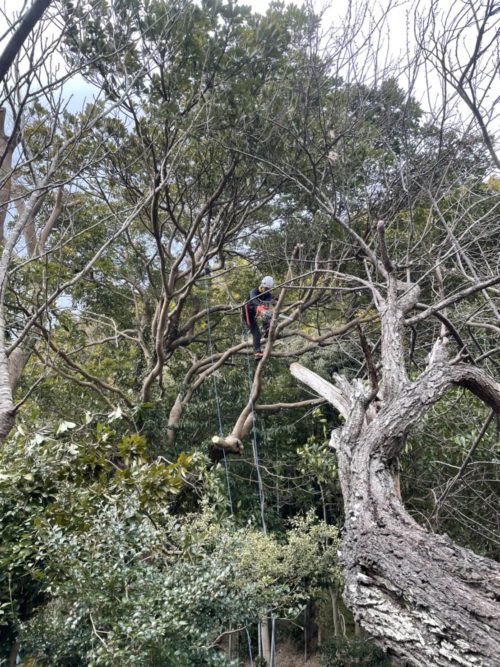 葉山町上山口私有林（危険木伐採／竹林伐採）　作業後