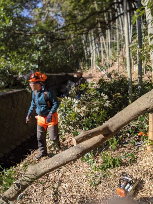 葉山町上山口私有林（危険木伐採／竹林伐採）　作業中