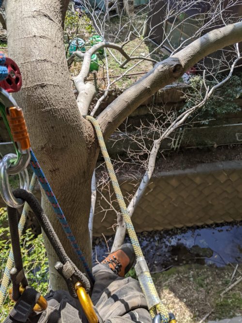 葉山町上山口私有林（危険木伐採／竹林伐採）　作業中