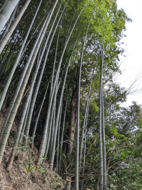 葉山町上山口私有林（危険木伐採／竹林伐採）　作業前